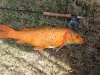 orange-carp